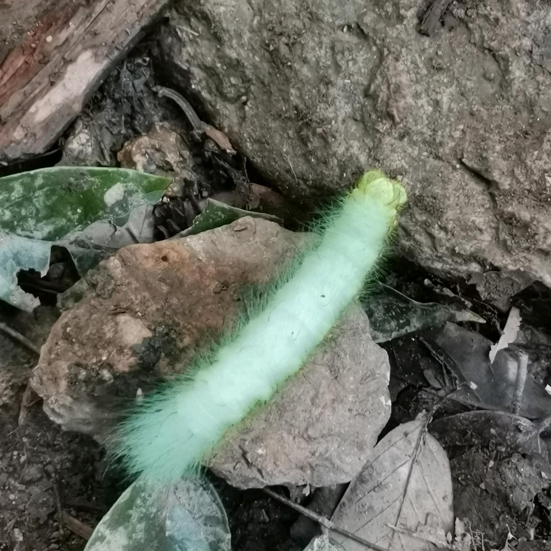 仗步走天涯
