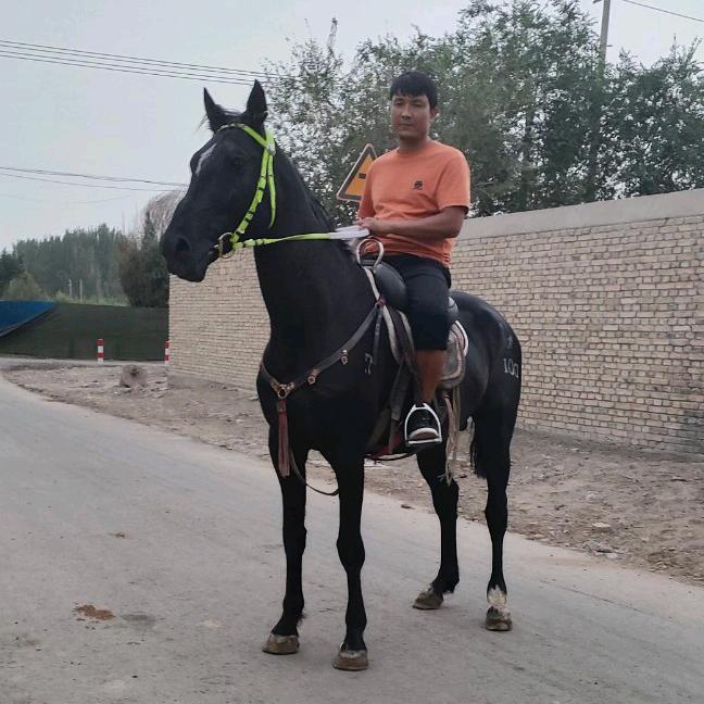 🏇Tulpar🏇