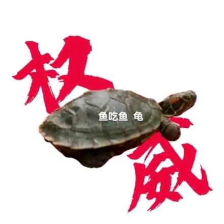 权威的鱼吃鱼  龟