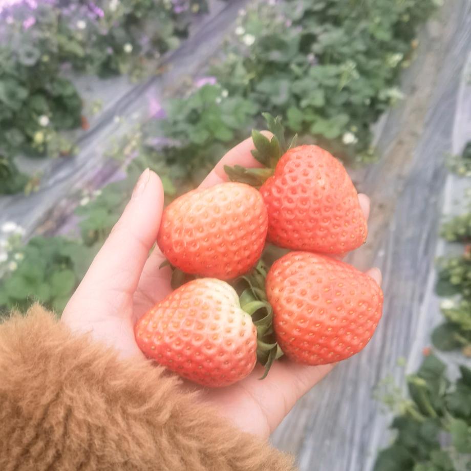 柠檬草 的味道
