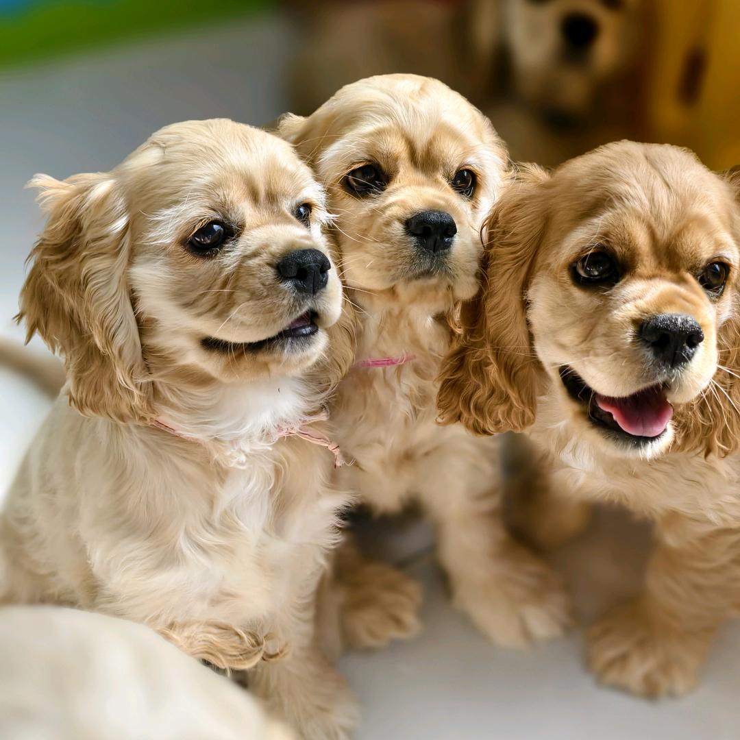 美卡妹妹多乐 313(买🐶丝信)