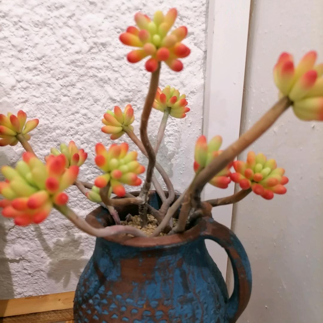 🌸美好生活🌸