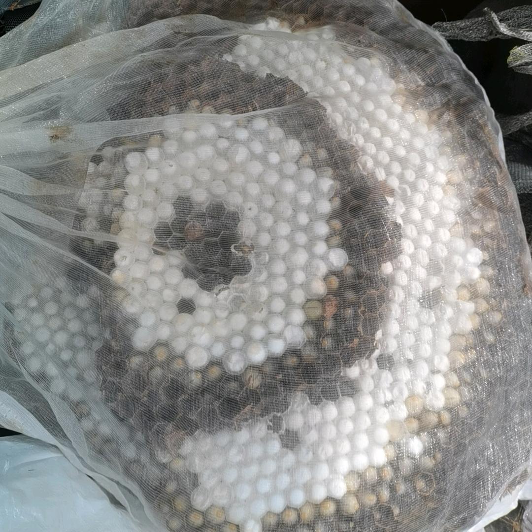 芷江蜂蛹、山货