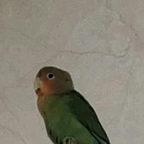 鲁班是永远的神。