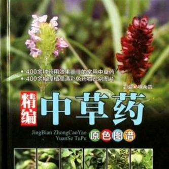 陕西地产中药材🍀种苗
