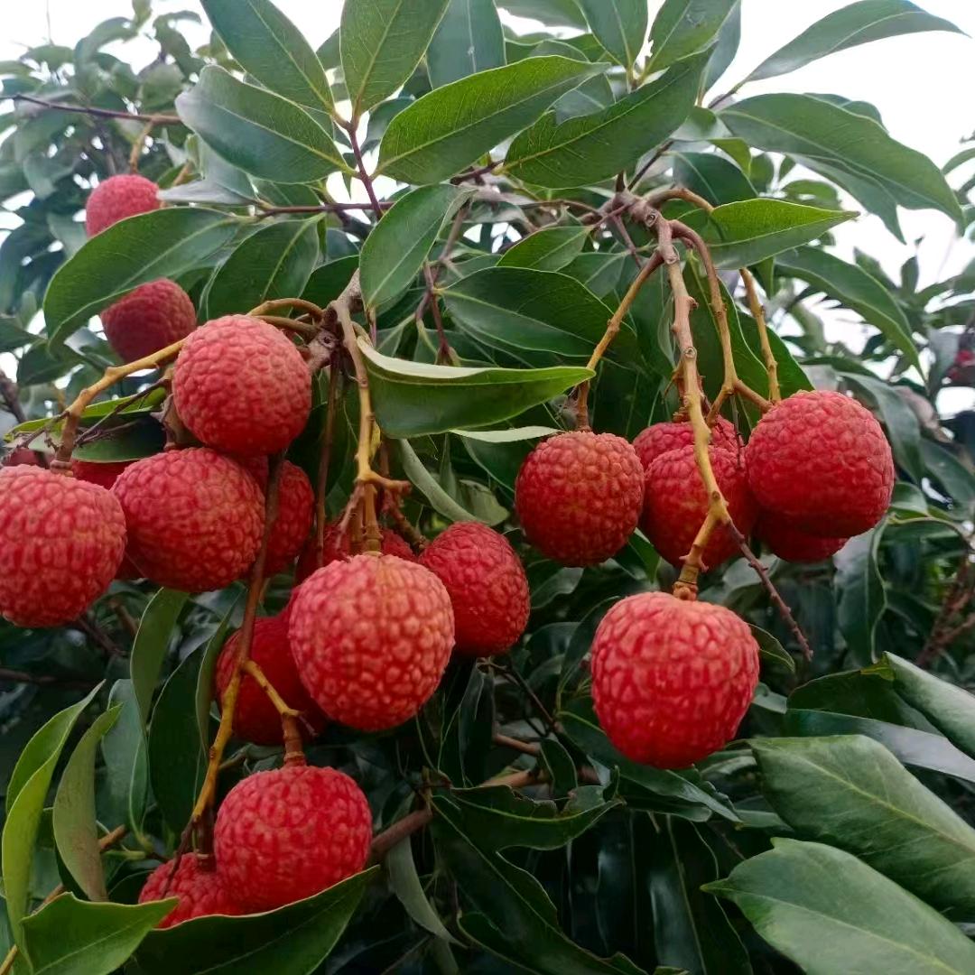 果果粒