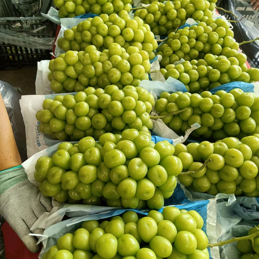 陕西省华阴市，秋桦种植专业合作社，史伟