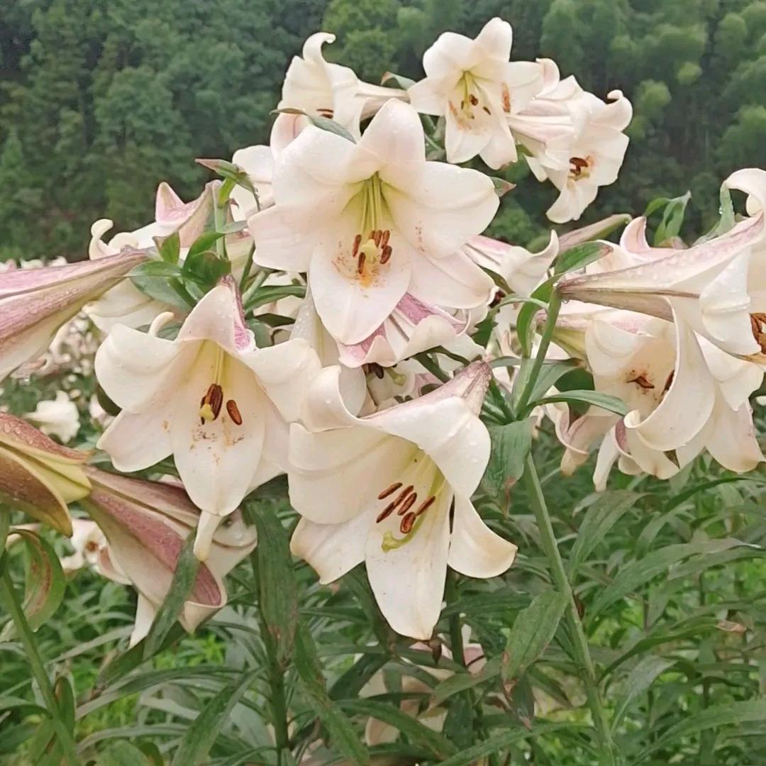 百草种植记