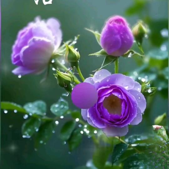 半成烟沙…忆空城💘🍃🍃