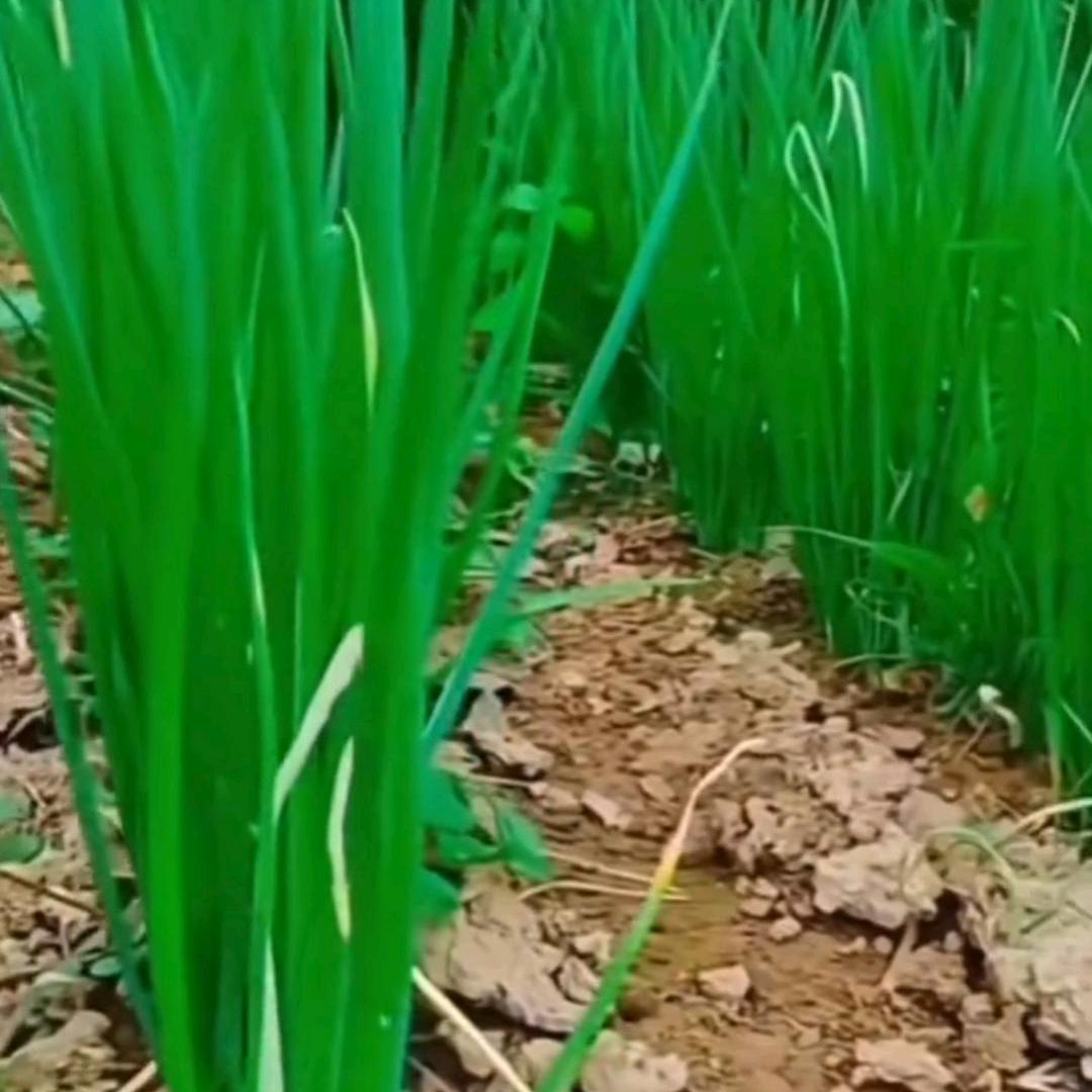 清风秀雅