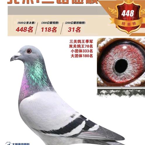 羊羊鸽舍