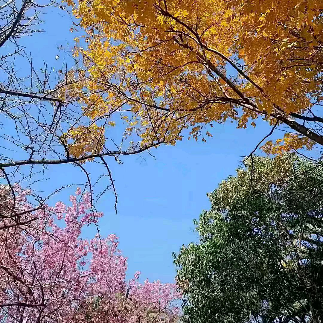 吗喽的命也是命啊