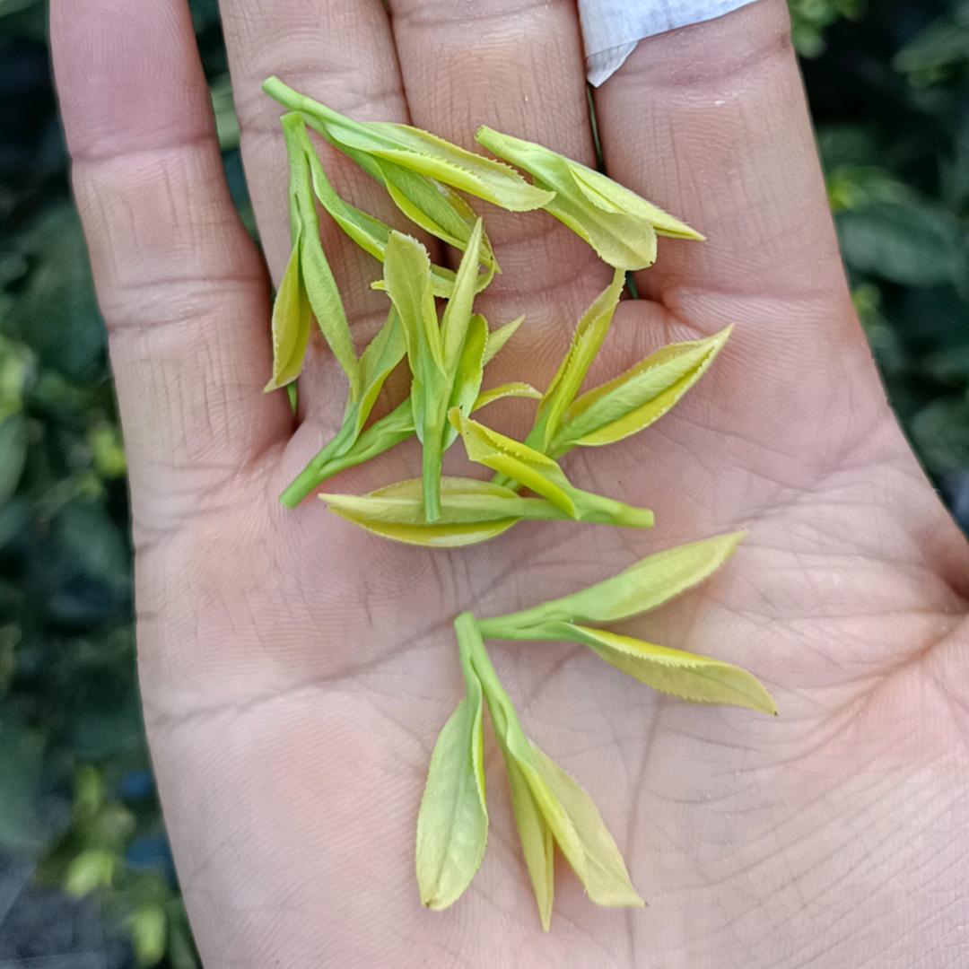 遂昌黄庄家庭农场主