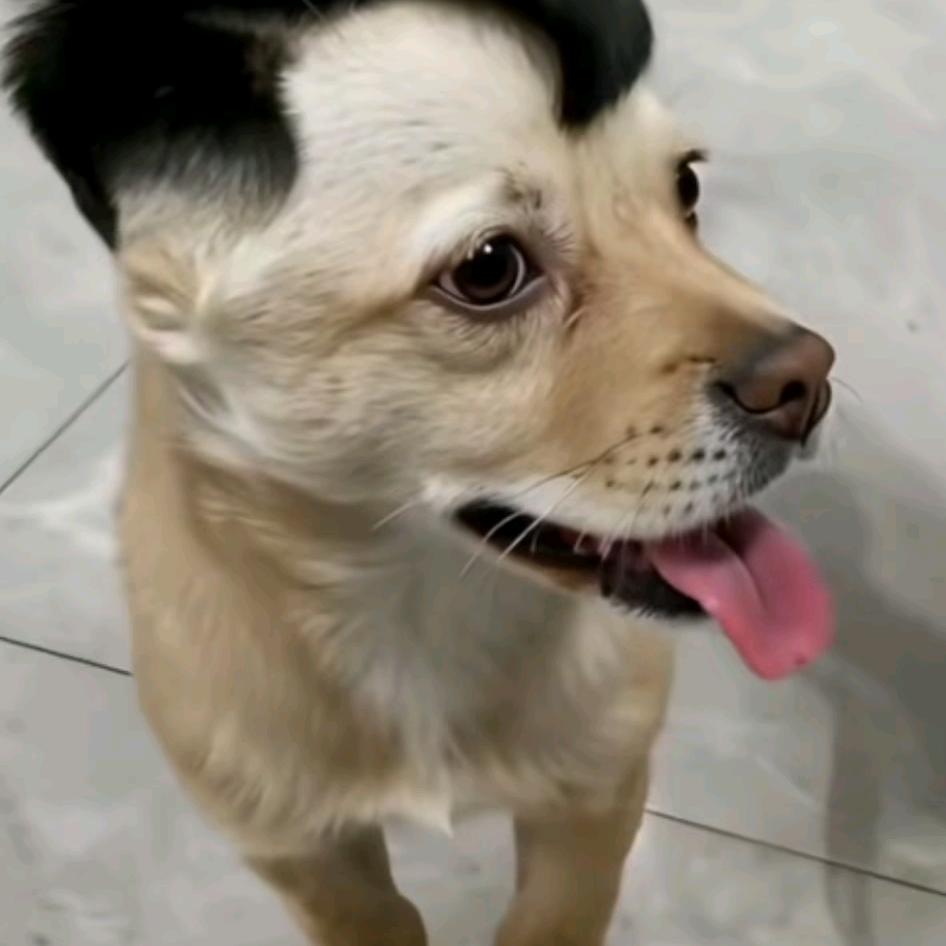 恭喜发财