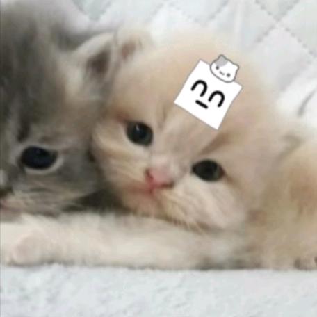 小鱼