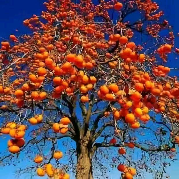 果满仓果树苗木