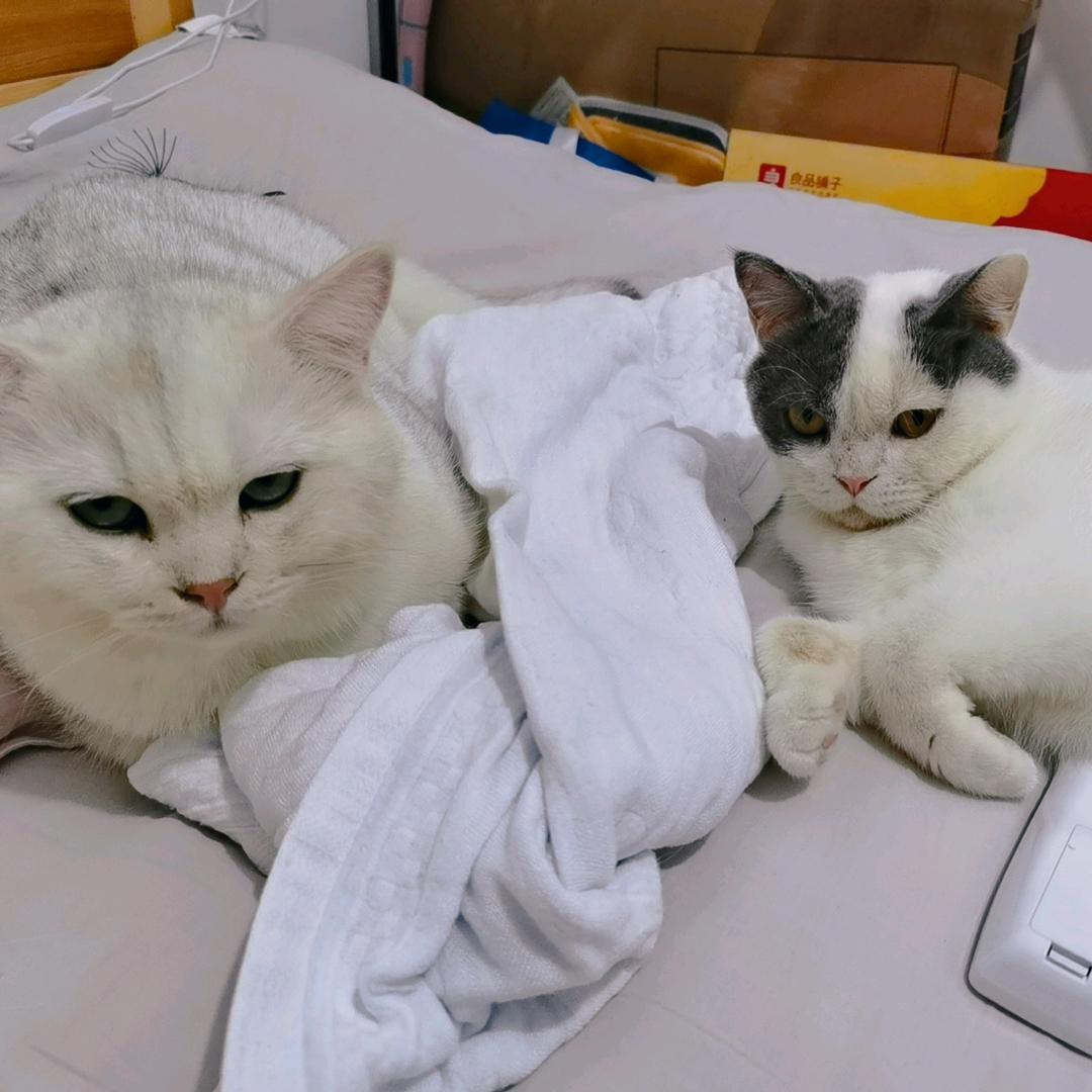 猪崽崽🐱头像