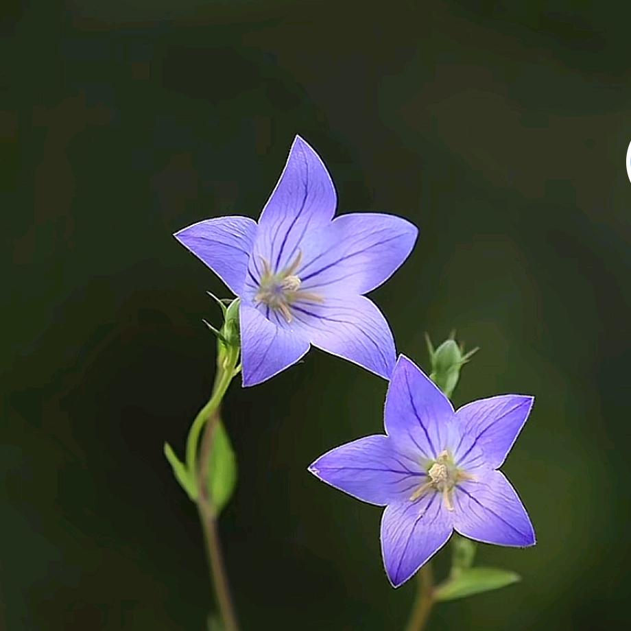 孤影独伴