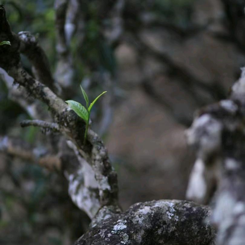 🍵禅茶一味🍵