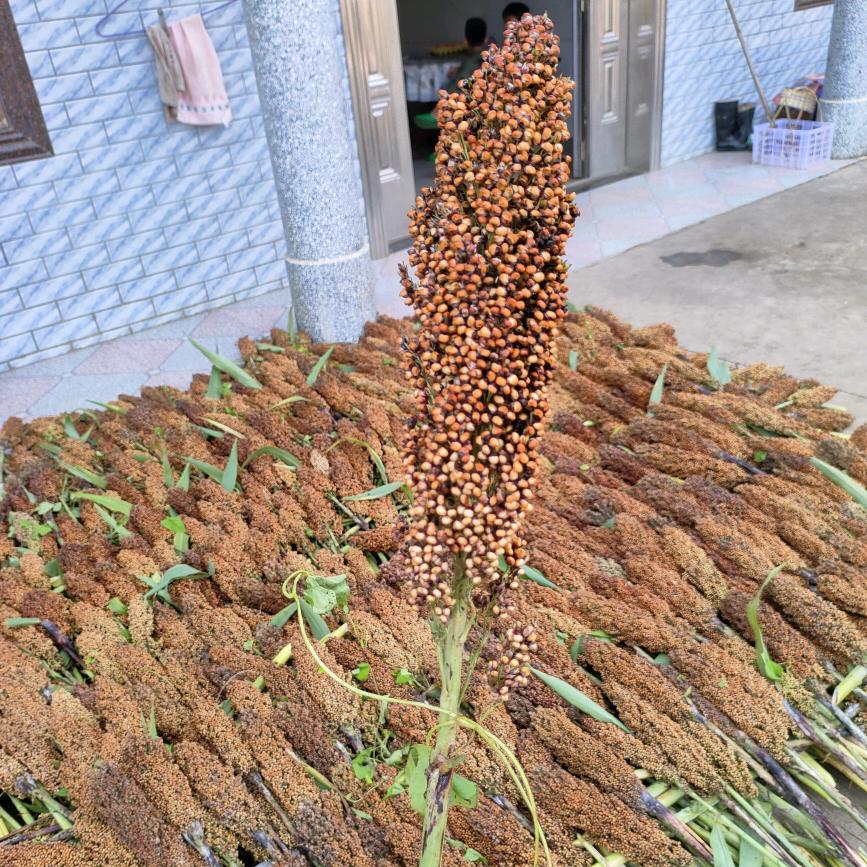 杨花土特产(腊味，粑粑，茶叶)