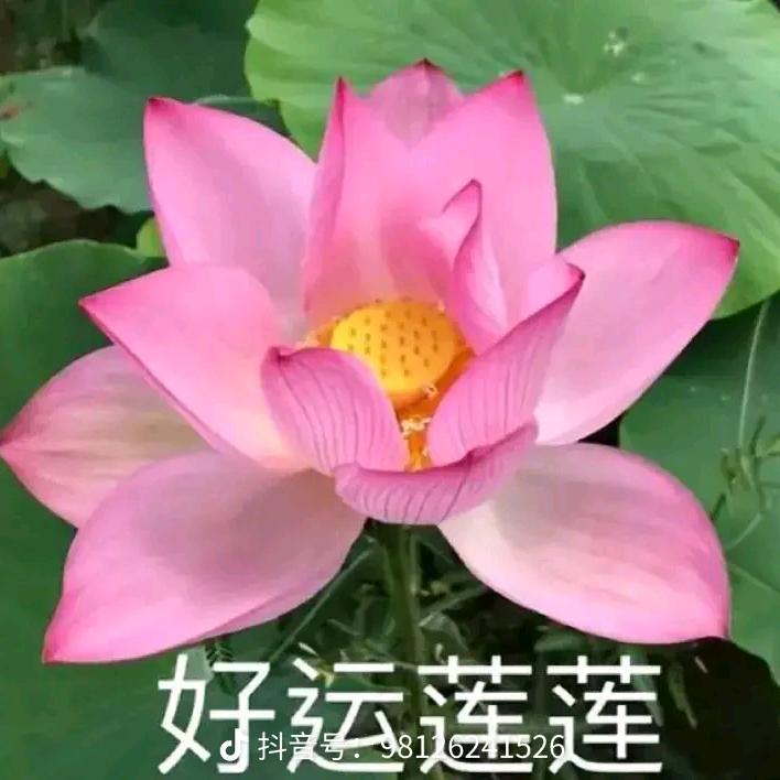 英