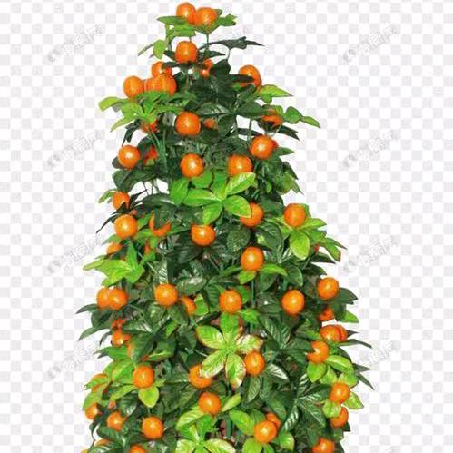 薄荷糖我爱唱歌，我爱跳舞，这是的爱号，请