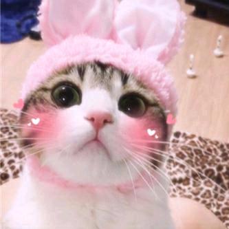 每日好物分享🐰