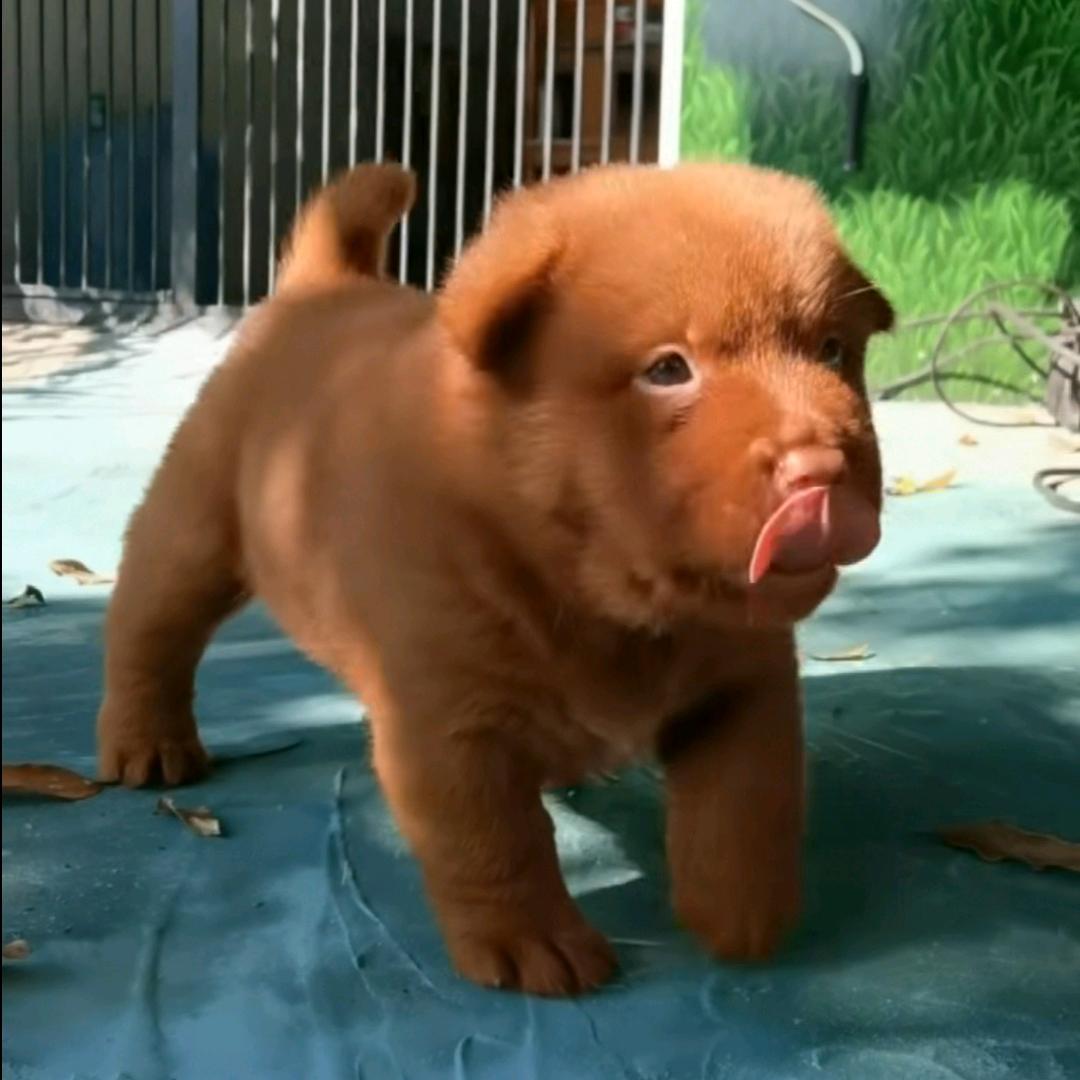 中华田园五红犬
