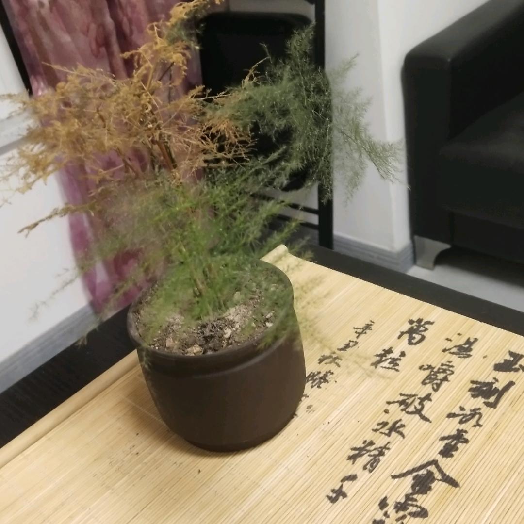 高新区萌豆豆游戏工作室