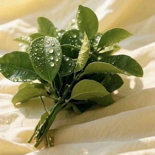 初逢雨思绪 🐬