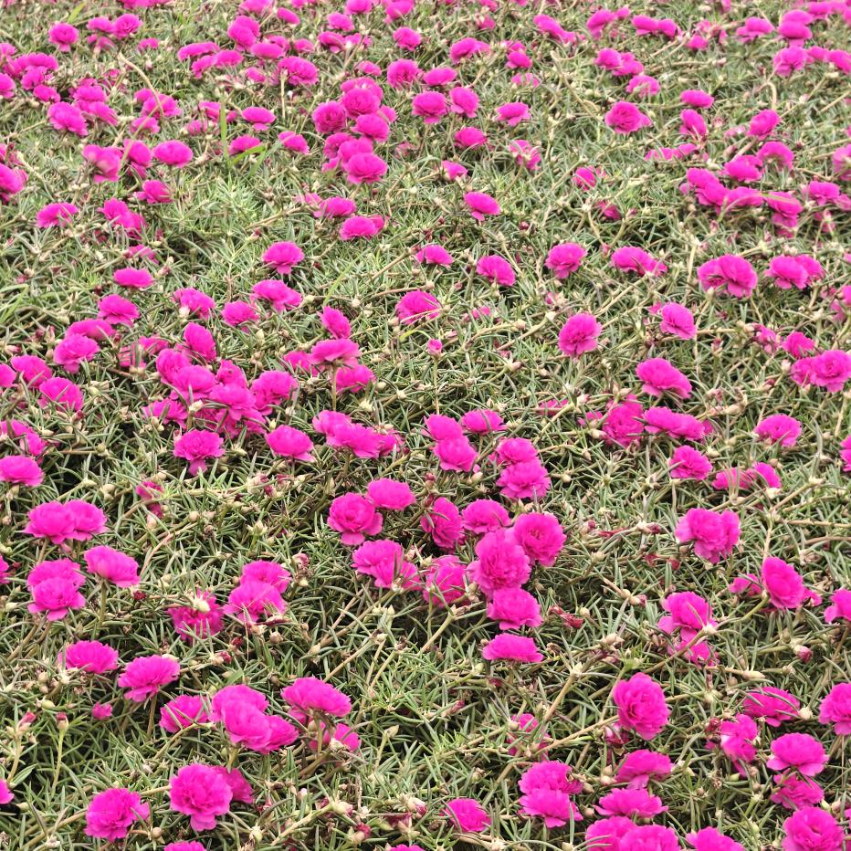 一半风云一半天