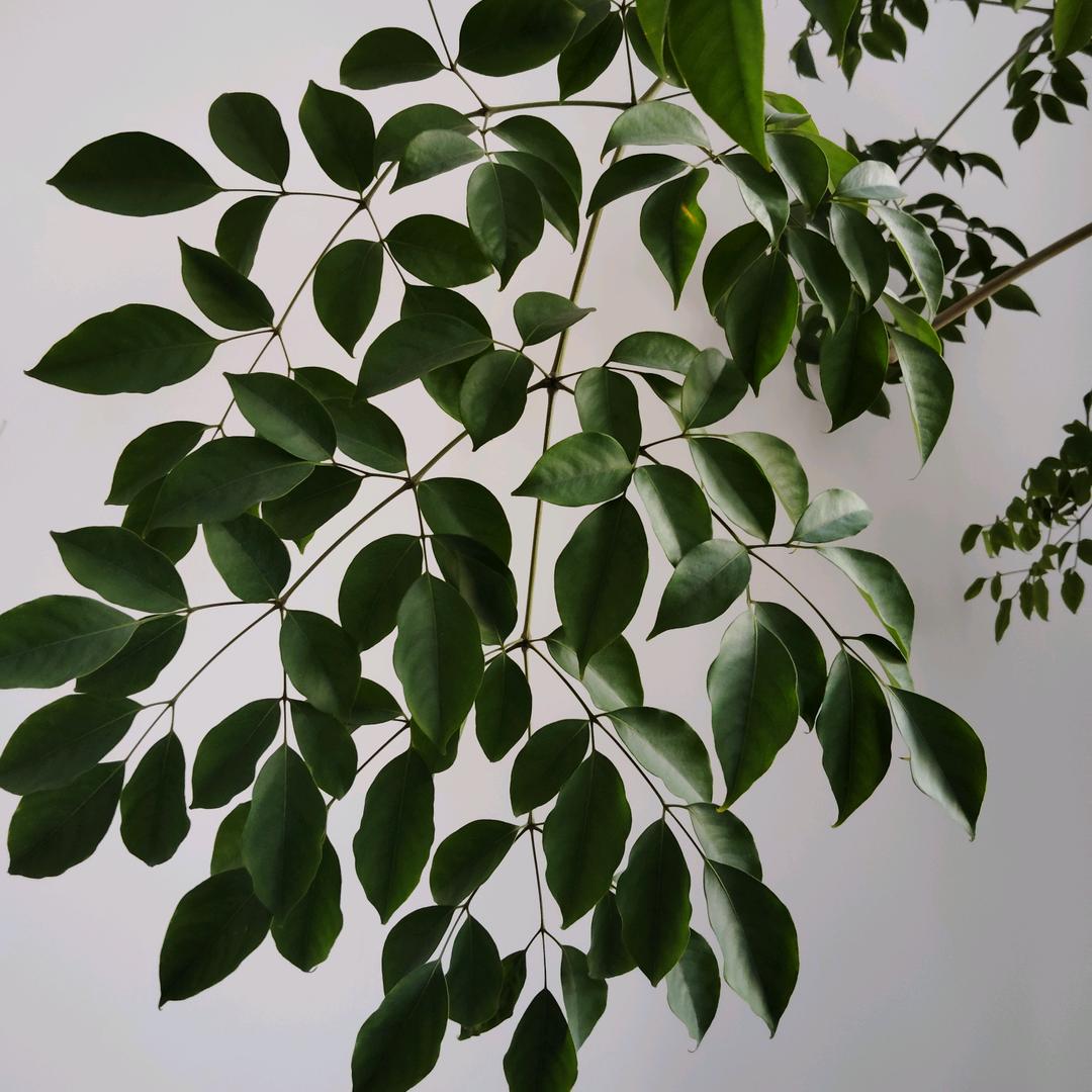 廊吵百货