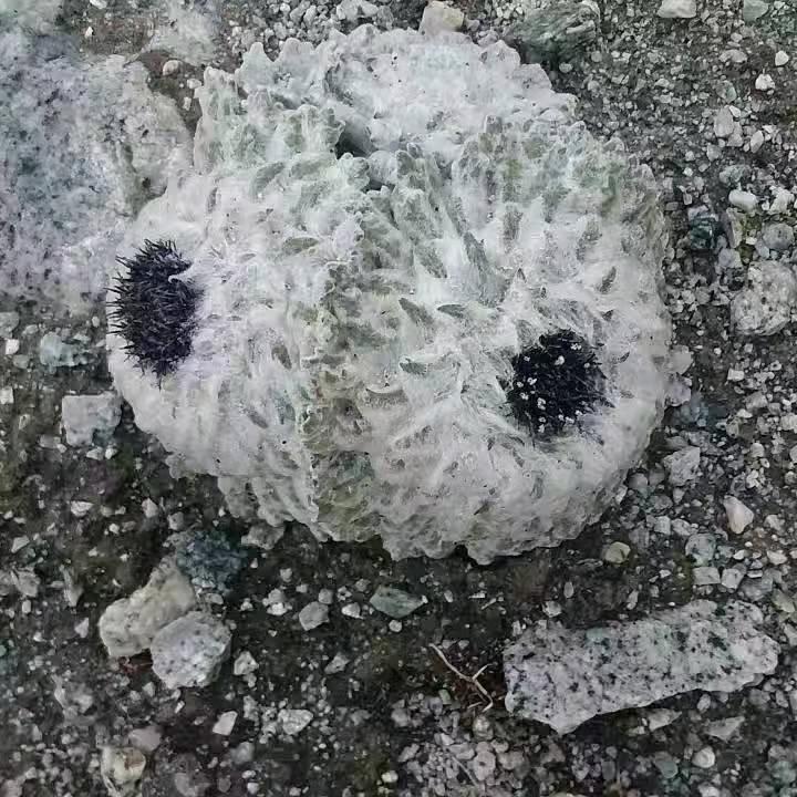 🌺🌺🌺🌺