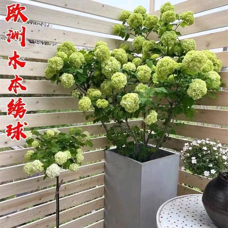菲艺花坊