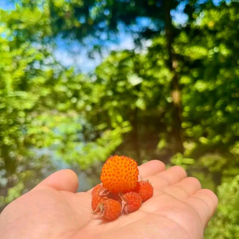 创熠短剧