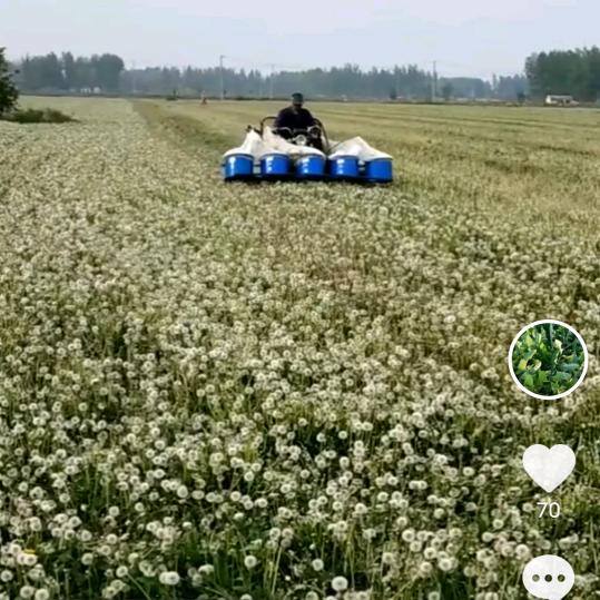 缘聚蒲公英种植购销