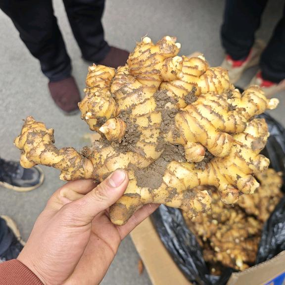 A000贵州诚信生姜 调车