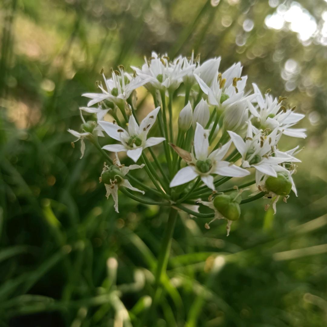 🥀এ᭄半颗糖ོ࿐ᩚ