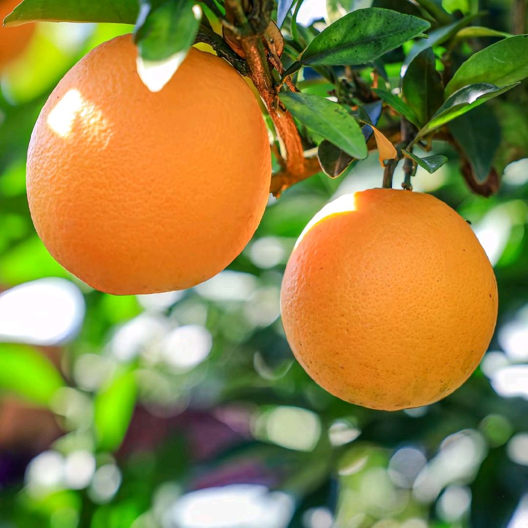 晶晶~赣南脐橙