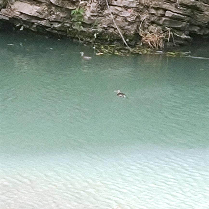 会飞的大胖头鱼