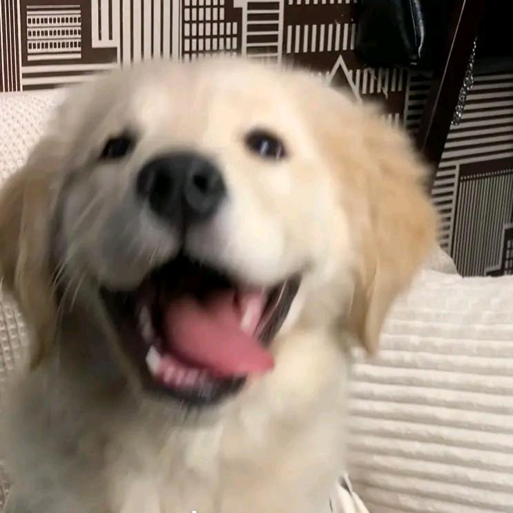 洋芋坨坨🐶