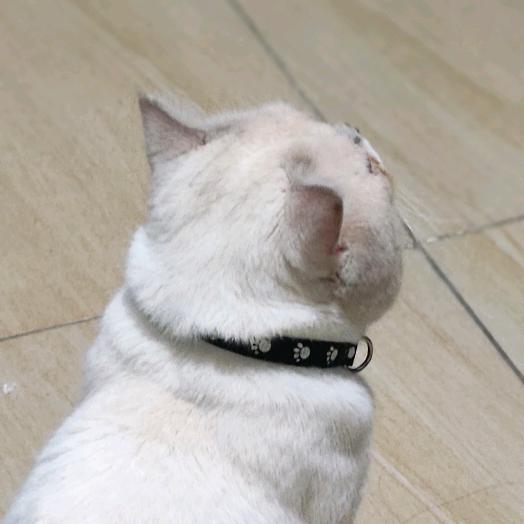 猫次元