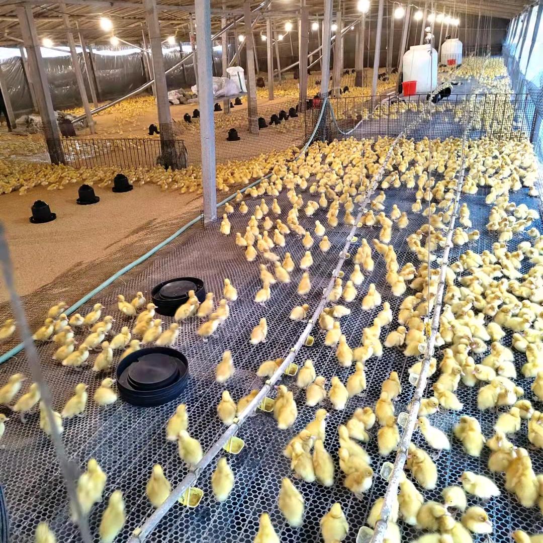 中国鸭业健康发展中心