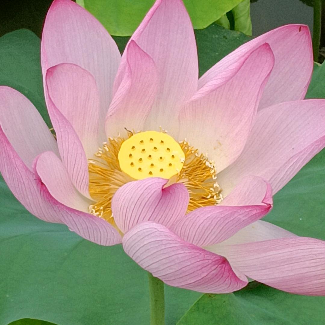 美丽大方