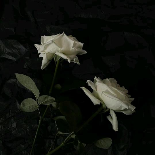 伤了初冬白了城（王阿姨）