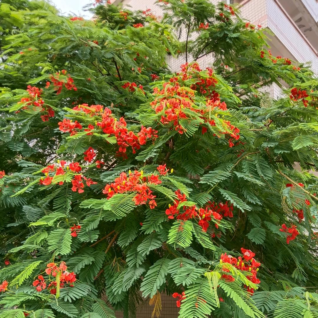 顺其自然🍎🍏🍓