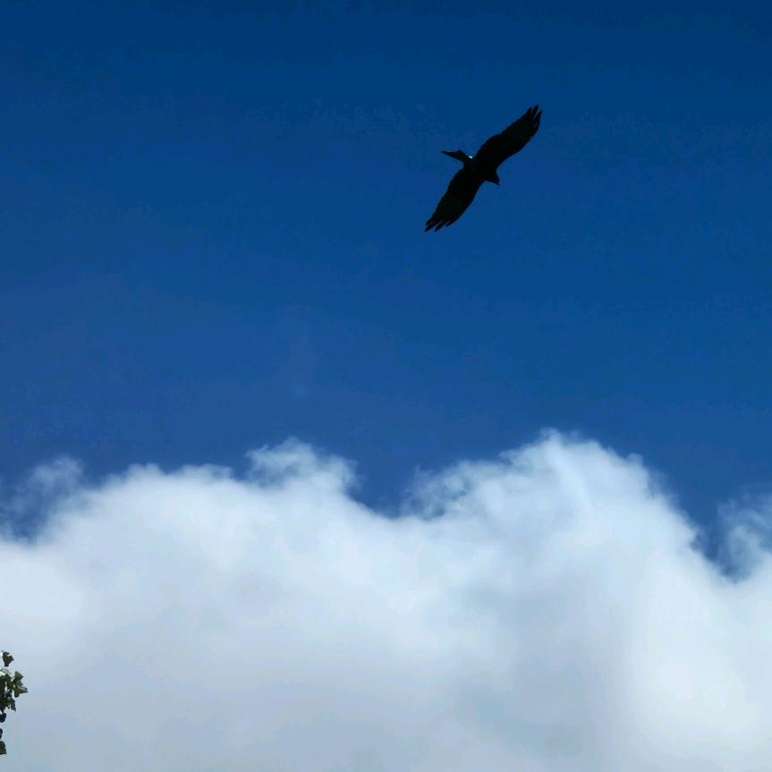 阿凤成都手工女鞋