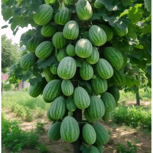 更好明天