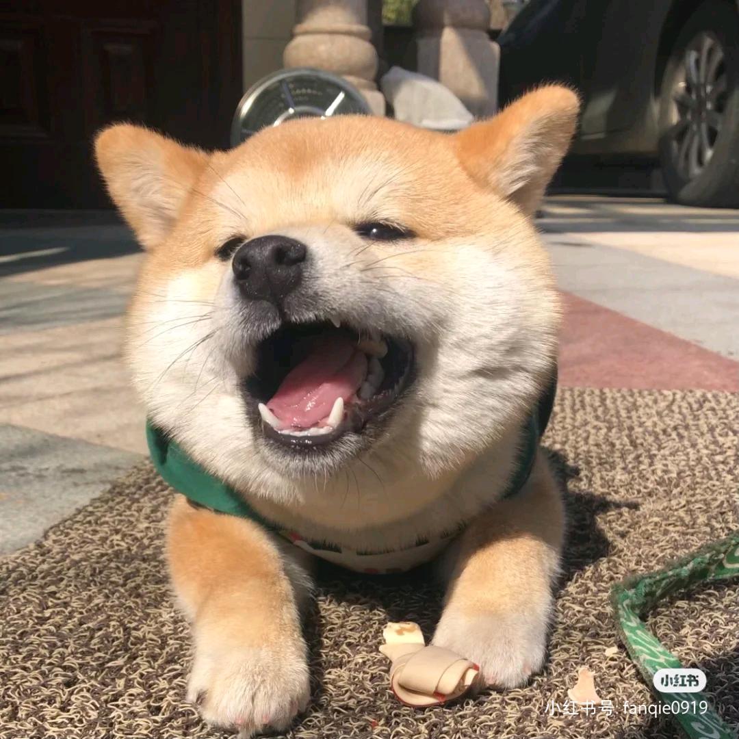 小四姨