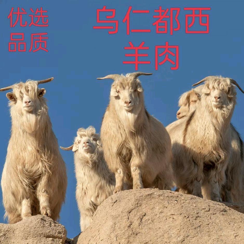 乌仁都西羊肉